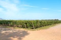 Vineyard in Santa Cruz Chile Royalty Free Stock Photo