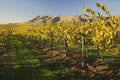 Vineyard in Santa Maria California Royalty Free Stock Photo