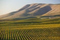 Vineyard in Santa Maria California Royalty Free Stock Photo