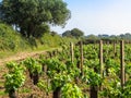 Vineyard on the Sark Island Royalty Free Stock Photo