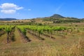 Vineyard in Sassari province, Sardinia