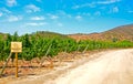 Sauvignon Blanc Vineyard Royalty Free Stock Photo