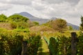 Vineyard in Scavi di Pompeii, Italy