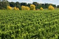 Vineyard Scene Royalty Free Stock Photo