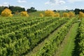 Vineyard Scene Royalty Free Stock Photo