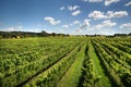 Vineyard Scene Royalty Free Stock Photo