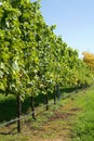 Vineyard Scene Royalty Free Stock Photo