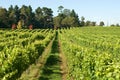 Vineyard Scene Royalty Free Stock Photo