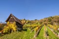 Vineyard on Schilcher wine route with traditional old hut and Kl Royalty Free Stock Photo