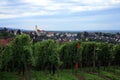 Vineyard in Schwarzwald Royalty Free Stock Photo