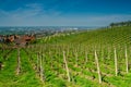 Vineyard in Schwarzwald