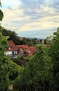Vineyard in Schwarzwald, Germany Royalty Free Stock Photo