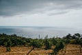 Vineyard with sea view Royalty Free Stock Photo