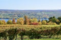 Vineyard on Seneca Lake, New York