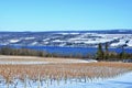 Vineyard on Seneca Lake, New York. Winter Scene