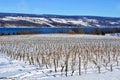 Vineyard on Seneca Lake, New York. Winter Scene