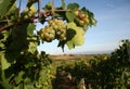 Vineyard in Serbia