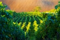 Vineyard Serenity: Rows of Grapevines at Sunset