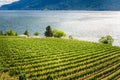 Lakeside Vineyard in Summer