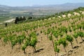 Vineyard in sicily Royalty Free Stock Photo