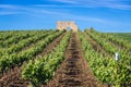 Vineyard on Sicily Island