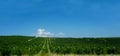 A vineyard on the side of the road Royalty Free Stock Photo