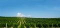 A vineyard on the side of the road Royalty Free Stock Photo