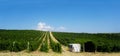 A vineyard on the side of the road Royalty Free Stock Photo