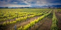 Vineyard Marlborough area new zealand Royalty Free Stock Photo