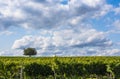 Vineyard and sky horizon