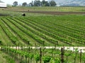 Vineyard and Skyline