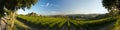 Vineyard on the slopes of Monte Conero Royalty Free Stock Photo