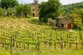Vineyard with a small farmhouse in Montalcino, Val d`Orcia, Tusc