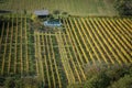 A vineyard with a small vinehouse.