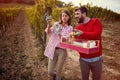 Vineyard. Smiling couple harvesters grape in vineyard