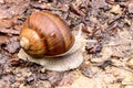 Vineyard snail apple snail Burgundy snail edible snail Roman snail Helix pomatia Royalty Free Stock Photo