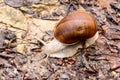 vineyard snail apple snail Burgundy snail edible snail Roman snail Helix pomatia Royalty Free Stock Photo