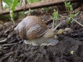 Vineyard snail in its natural environment. Royalty Free Stock Photo