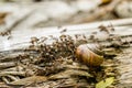 Vineyard snail in its natural environment Royalty Free Stock Photo