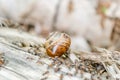 Vineyard snail in its natural environment Royalty Free Stock Photo