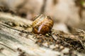 Vineyard snail in its natural environment Royalty Free Stock Photo