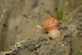 Vineyard snail in its natural environment on forest path Royalty Free Stock Photo