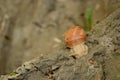 Vineyard snail in its natural environment on forest path Royalty Free Stock Photo