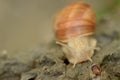 Vineyard snail in its natural environment on forest path Royalty Free Stock Photo