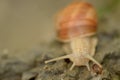 Vineyard snail in its natural environment on forest path Royalty Free Stock Photo