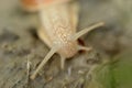 Vineyard snail in its natural environment on forest path Royalty Free Stock Photo