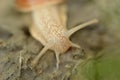 Vineyard snail in its natural environment on forest path Royalty Free Stock Photo