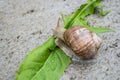 Vineyard snail in the nature Royalty Free Stock Photo