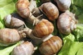 Vineyard snails in the salad Royalty Free Stock Photo