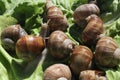 Vineyard snails in the salad Royalty Free Stock Photo